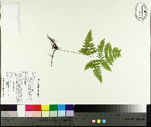  ( - NC2012_76)  @11 [ ] CreativeCommons - Attribution Non-Commercial (2014) MTMG McGill University Herbarium