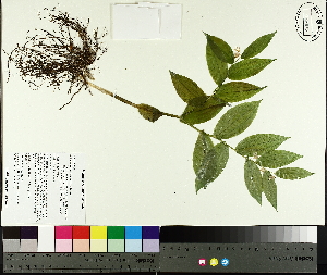  ( - NC2012_77)  @11 [ ] CreativeCommons - Attribution Non-Commercial (2014) MTMG McGill University Herbarium