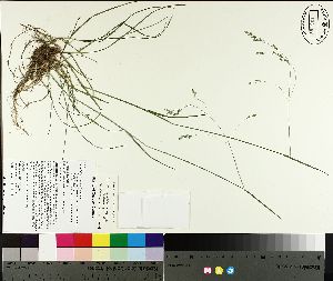  ( - NC2012_178)  @11 [ ] CreativeCommons - Attribution Non-Commercial (2014) MTMG McGill University Herbarium