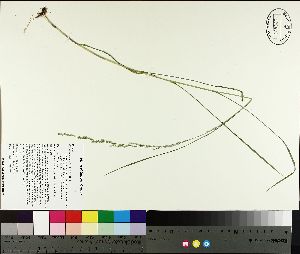  ( - NC2012_281)  @11 [ ] CreativeCommons - Attribution Non-Commercial (2014) MTMG McGill University Herbarium