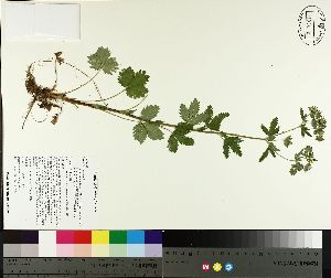  ( - NC2012_287)  @11 [ ] CreativeCommons - Attribution Non-Commercial (2014) MTMG McGill University Herbarium