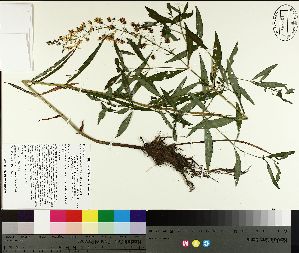 ( - NC2012_352)  @11 [ ] CreativeCommons - Attribution Non-Commercial (2014) MTMG McGill University Herbarium
