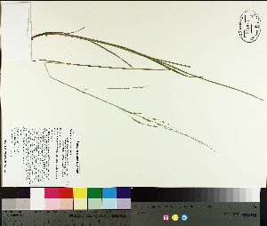  ( - NC2012_357)  @11 [ ] CreativeCommons - Attribution Non-Commercial (2014) MTMG McGill University Herbarium