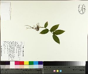  ( - NC2012_364)  @11 [ ] CreativeCommons - Attribution Non-Commercial (2014) MTMG McGill University Herbarium