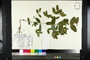  (Hypericum fraseri - NC2012_390)  @11 [ ] CreativeCommons - Attribution Non-Commercial (2014) MTMG McGill University Herbarium