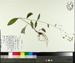  (Hieracium paniculatum - NC2012_420)  @11 [ ] CreativeCommons - Attribution Non-Commercial (2014) MTMG McGill University Herbarium