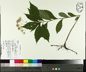  ( - NC2012_439)  @11 [ ] CreativeCommons - Attribution Non-Commercial (2014) MTMG McGill University Herbarium
