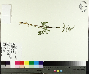  (Botrychium dissectum - NC2012_465)  @11 [ ] CreativeCommons - Attribution Non-Commercial (2014) MTMG McGill University Herbarium