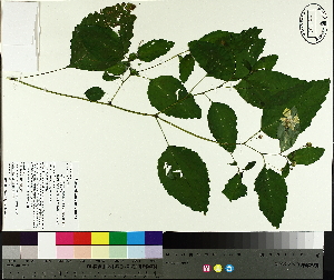  ( - NC2012_467)  @11 [ ] CreativeCommons - Attribution Non-Commercial (2014) MTMG McGill University Herbarium
