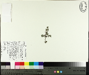  (Euphorbia maculata - NC2012_492)  @11 [ ] CreativeCommons - Attribution Non-Commercial (2014) MTMG McGill University Herbarium
