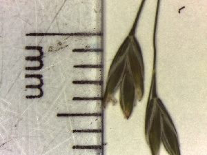  ( - NC2012_281)  @11 [ ] CreativeCommons - Attribution Non-Commercial (2012) MTMG McGill University Herbarium