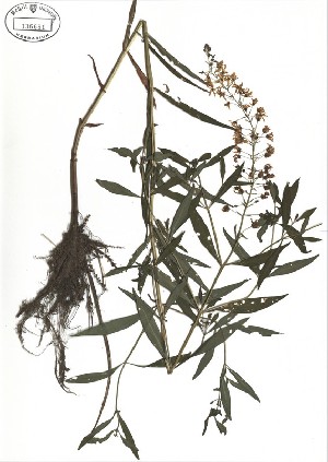  ( - NC2012_352)  @11 [ ] CreativeCommons - Attribution Non-Commercial (2012) MTMG McGill University Herbarium
