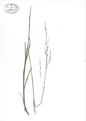  ( - NC2012_357)  @11 [ ] CreativeCommons - Attribution Non-Commercial (2012) MTMG McGill University Herbarium