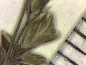  ( - NC2012_357)  @11 [ ] CreativeCommons - Attribution Non-Commercial (2012) MTMG McGill University Herbarium
