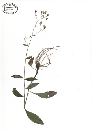  ( - NC2012_420)  @11 [ ] CreativeCommons - Attribution Non-Commercial (2012) MTMG McGill University Herbarium