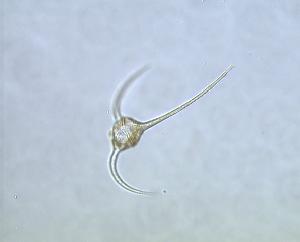  ( - cerat_torm_1_Jul7)  @12 [ ] Unspecified (default): All Rights Reserved  Unspecified Unspecified