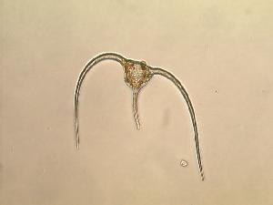  ( - cerat_torm_1_Jul3)  @12 [ ] Unspecified (default): All Rights Reserved  Unspecified Unspecified