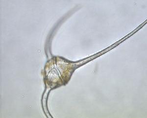  ( - cerat_torm_1_Jul7)  @12 [ ] Unspecified (default): All Rights Reserved  Unspecified Unspecified