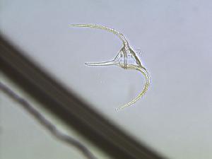  ( - cerat_torm_10jul20)  @12 [ ] Unspecified (default): All Rights Reserved  Unspecified Unspecified