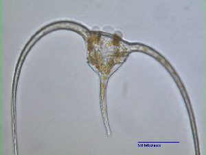  ( - cerat_torm_1_Jul3)  @12 [ ] Unspecified (default): All Rights Reserved  Unspecified Unspecified