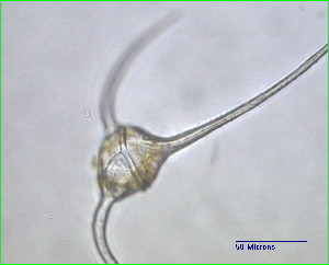  ( - cerat_torm_1_Jul7)  @12 [ ] Unspecified (default): All Rights Reserved  Unspecified Unspecified