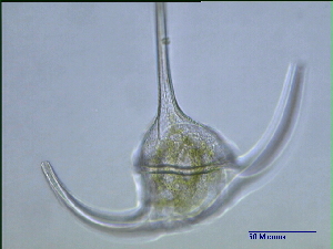  ( - cerat_wolves_7_Aug1)  @12 [ ] Unspecified (default): All Rights Reserved  Unspecified Unspecified