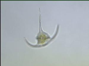  ( - cerat_wolves_7_Aug1)  @12 [ ] Unspecified (default): All Rights Reserved  Unspecified Unspecified