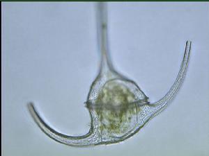  ( - cerat_wolves_7_Aug1)  @12 [ ] Unspecified (default): All Rights Reserved  Unspecified Unspecified