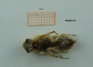  ( - MT18_Ocan_2018_1)  @11 [ ] CreativeCommons - Attribution Share-Alike (2019) Unspecified University of Lodz, Faculty of Biology and Environmental Protection