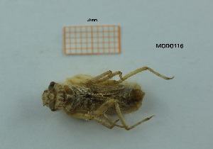  ( - MT18_Ocan_2018_2)  @11 [ ] CreativeCommons - Attribution Share-Alike (2019) Unspecified University of Lodz, Faculty of Biology and Environmental Protection