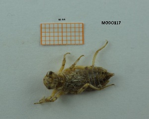  ( - MT18_Ocan_2018_3)  @11 [ ] CreativeCommons - Attribution Share-Alike (2019) Unspecified University of Lodz, Faculty of Biology and Environmental Protection