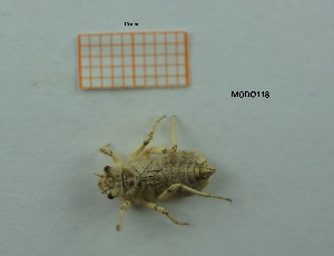  ( - MT18_Ocan_2018_4)  @11 [ ] CreativeCommons - Attribution Share-Alike (2019) Unspecified University of Lodz, Faculty of Biology and Environmental Protection