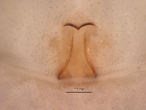  ( - UOS-MTSPD-0137)  @11 [ ] CreativeCommons - Attribution (2016) G. Blagoev Centre for Biodiversity Genomics