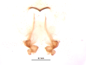  ( - UOS-MTSPD-0137)  @11 [ ] CreativeCommons - Attribution (2016) G. Blagoev Centre for Biodiversity Genomics