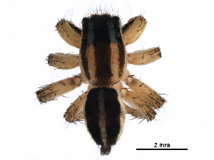  ( - GCUL-MTSPD-488)  @11 [ ] CreativeCommons - Attribution (2018) CBG Photography Group Centre for Biodiversity Genomics