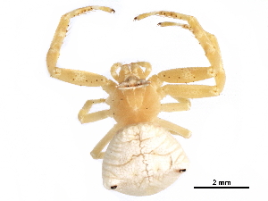  (Thomisus okinawensis - GCUL-MTSPD-496)  @11 [ ] CreativeCommons - Attribution (2018) CBG Photography Group Centre for Biodiversity Genomics