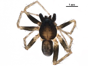  ( - GCUL-MTSPD-500)  @11 [ ] CreativeCommons - Attribution (2018) CBG Photography Group Centre for Biodiversity Genomics