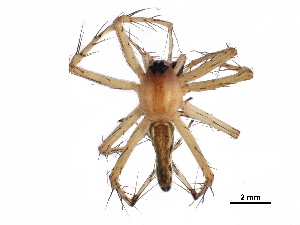  (Oxyopes tiengianensis - GCUL-MTSPD-532)  @11 [ ] CreativeCommons - Attribution (2018) CBG Photography Group Centre for Biodiversity Genomics