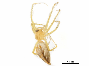  (Oxyopes sp. 2 - GCUL-MTSPD-537)  @11 [ ] CreativeCommons - Attribution (2018) CBG Photography Group Centre for Biodiversity Genomics