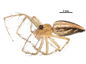  (Oxyopes sp. 3 - GCUL-MTSPD-538)  @11 [ ] CreativeCommons - Attribution (2018) CBG Photography Group Centre for Biodiversity Genomics