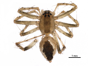  (Oxyopes sp. 4 - GCUL-MTSPD-539)  @11 [ ] CreativeCommons - Attribution (2018) CBG Photography Group Centre for Biodiversity Genomics