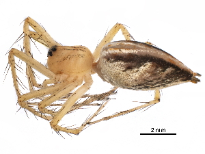  (Oxyopes sp. 5 - GCUL-MTSPD-540)  @11 [ ] CreativeCommons - Attribution (2018) CBG Photography Group Centre for Biodiversity Genomics