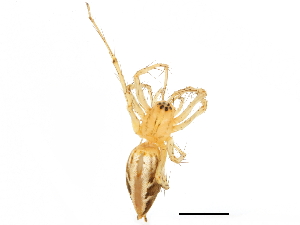  (Oxyopes sp. 6 - GCUL-MTSPD-541)  @11 [ ] CreativeCommons - Attribution (2018) CBG Photography Group Centre for Biodiversity Genomics