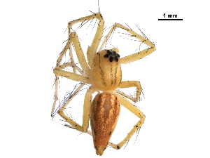  (Oxyopes pingasus - GCUL-MTSPD-543)  @11 [ ] CreativeCommons - Attribution (2018) CBG Photography Group Centre for Biodiversity Genomics