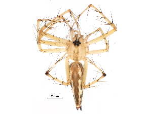  (Oxyopes sp. 8 - GCUL-MTSPD-545)  @11 [ ] CreativeCommons - Attribution (2018) CBG Photography Group Centre for Biodiversity Genomics
