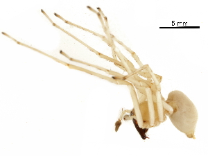  ( - GCUL-MTSPD-565)  @11 [ ] CreativeCommons - Attribution (2018) CBG Photography Group Centre for Biodiversity Genomics