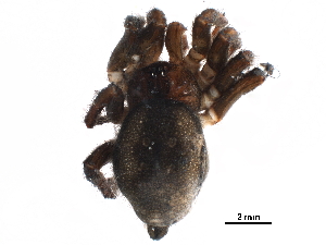  (Oecobius sp. 4 - GCUL-MTSPD-570)  @11 [ ] CreativeCommons - Attribution (2018) CBG Photography Group Centre for Biodiversity Genomics