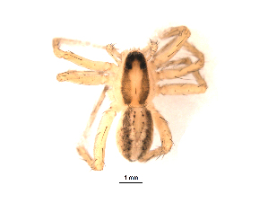  ( - UOS-MTSPD-0221)  @11 [ ] CreativeCommons - Attribution (2016) G. Blagoev Centre for Biodiversity Genomics
