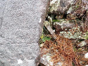  (Grimmia - EDNA24-0067892)  @11 [ ] CreativeCommons  Attribution Non-Commercial Share-Alike (2025) David Belll Royal Botanic Garden Edinburgh