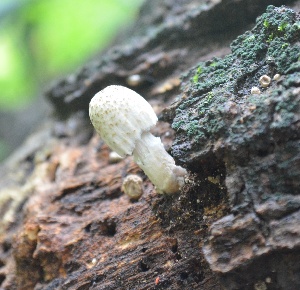  (Coprinellus mitrinodulisporum - PHM58)  @11 [ ] Copyright (2015) G D Khedkar Paul Hebert Centre For DNA Barcoding And Biodiversity Studies